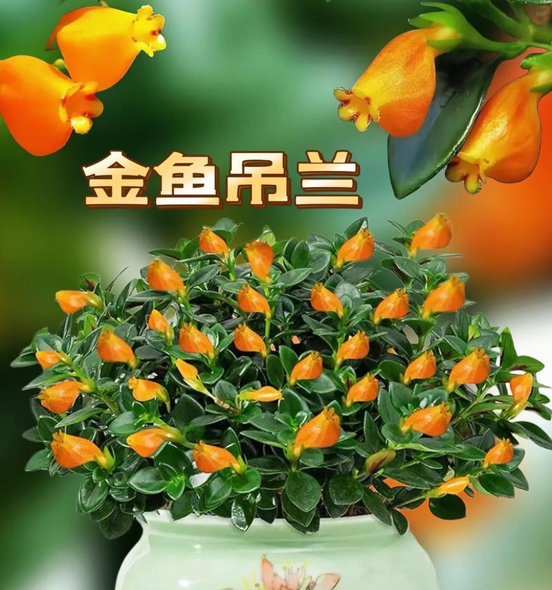 金鱼吊兰花语是什么？