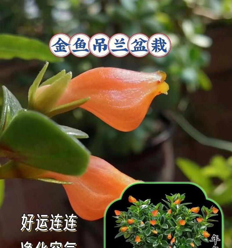金鱼吊兰花语是什么？