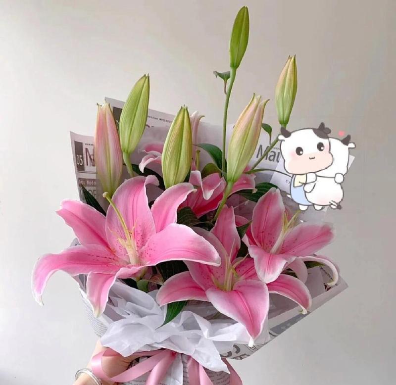 粉色折射花语的含义是什么？