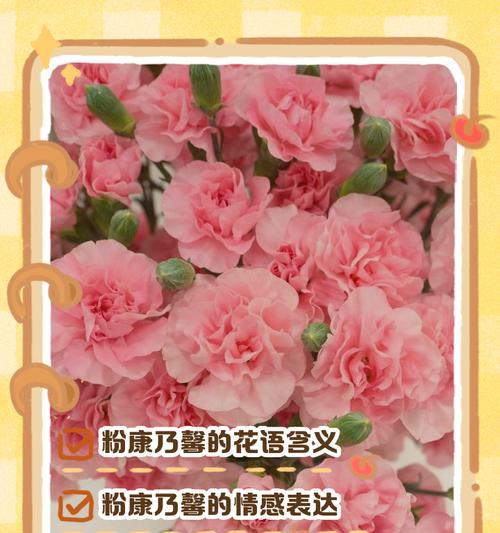 粉色折射花语的含义是什么？