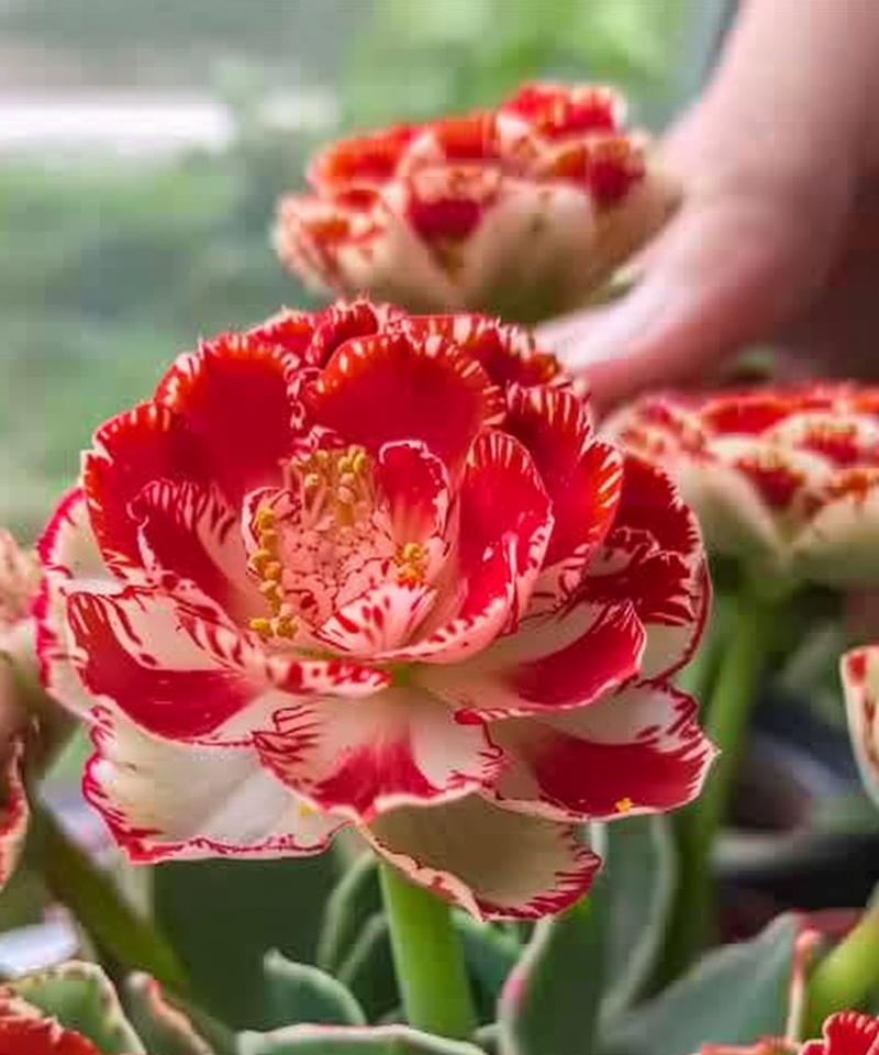 过年养花的花语寓意吉祥吗？