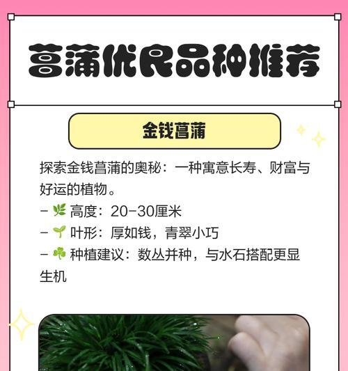 菖蒲花语的寓意是什么？