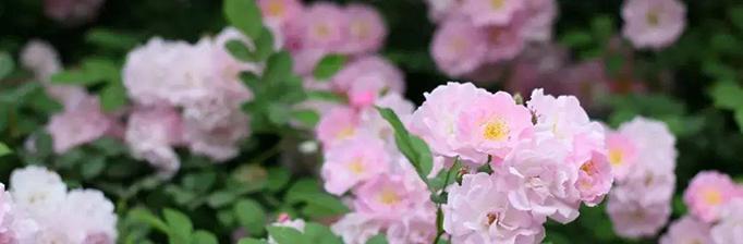 蒂亚花语的寓意有哪些？