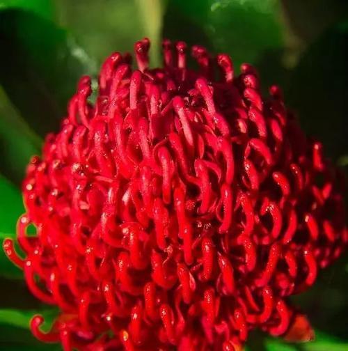 蒂亚花语的寓意有哪些？