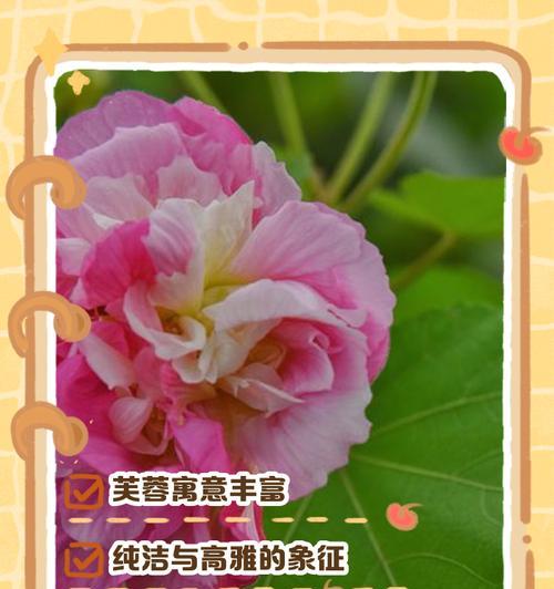 花语除了传统含义还有什么？