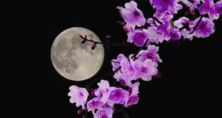花月夜的花语代表什么？如何挑选？