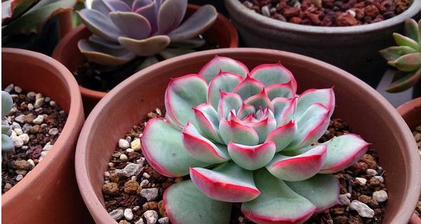 花月夜的花语代表什么？如何挑选？