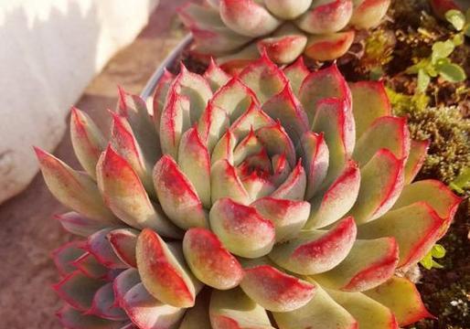 花月夜的花语代表什么？如何挑选？