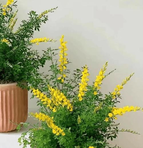 金雀枝的花语含义是什么？送人有何寓意？