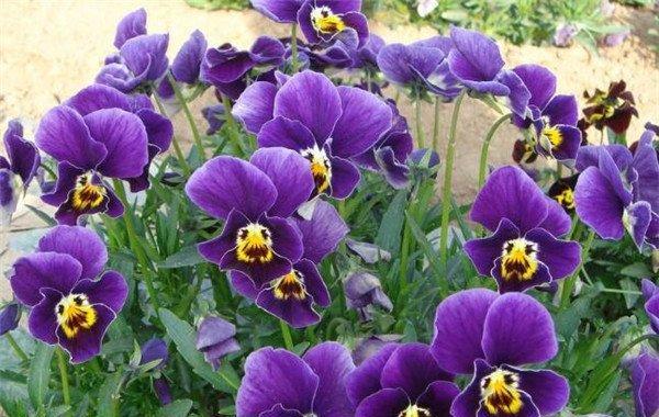 三色旋花的花语是什么？适合送什么人？