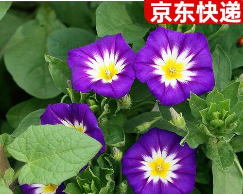 三色旋花的花语是什么？适合送什么人？