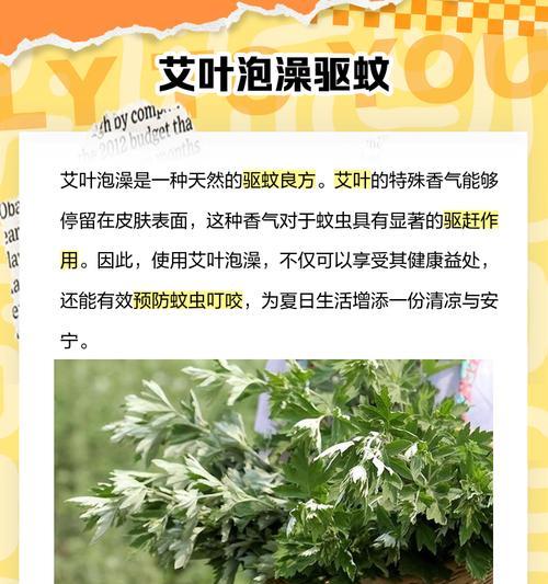 艾叶的花语有哪些？艾叶花束代表什么？