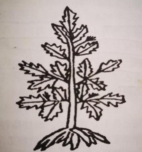 艾叶的花语有哪些？艾叶花束代表什么？