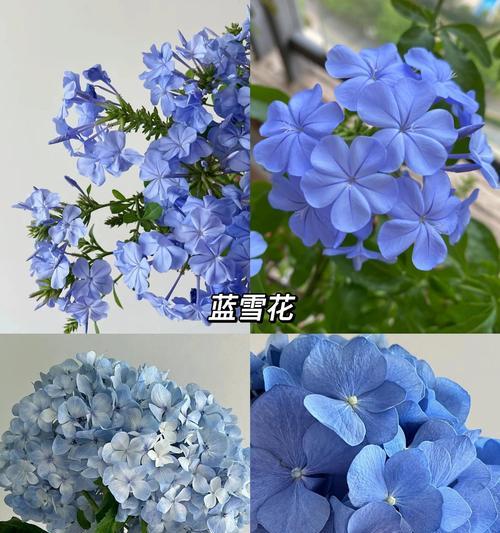 蓝色花束的花语是什么？如何表达哀思？