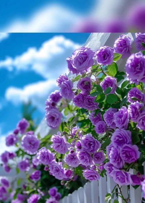 蔷薇花的花语是什么？如何表达爱慕？