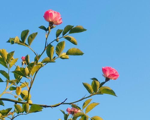 蔷薇花的花语是什么？如何表达爱慕？