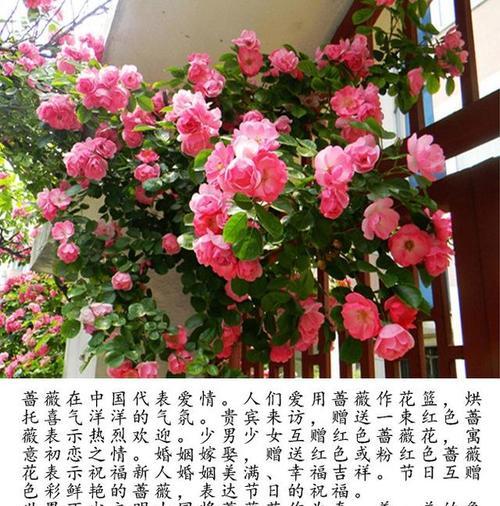 蔷薇花的花语是什么？如何表达爱慕？