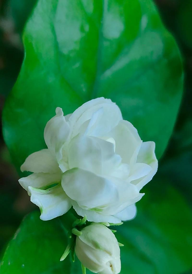 茉莉花的花语有何寓意？适合哪种场合？