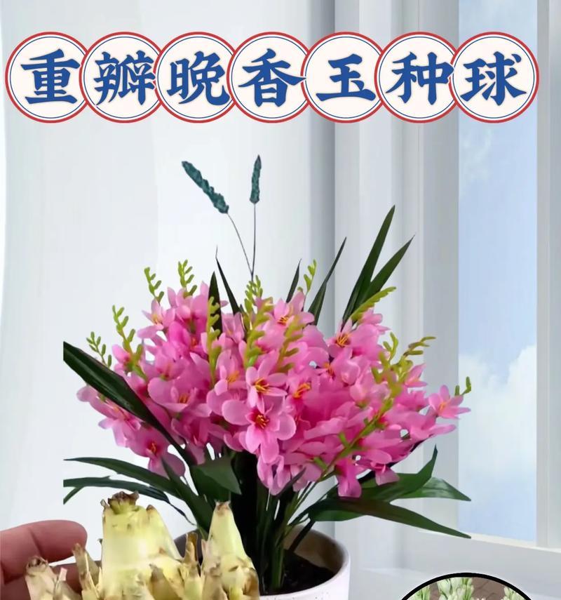 晚香玉的花语是什么？如何挑选晚香玉？