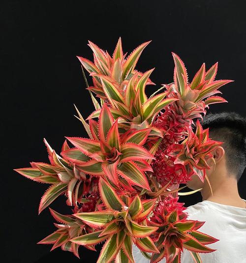 菠萝花的花语有何深意？适合哪种场合？