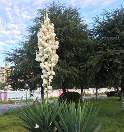 菠萝花的花语有何深意？适合哪种场合？