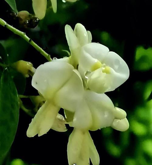 龙爪槐的花语是什么？如何表达祝福？