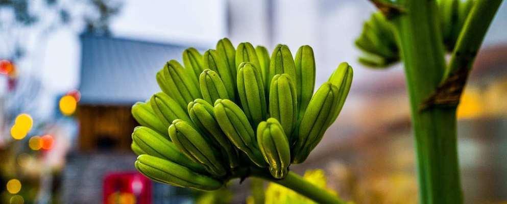 龙舌兰叶的花语代表什么？送人有何寓意？
