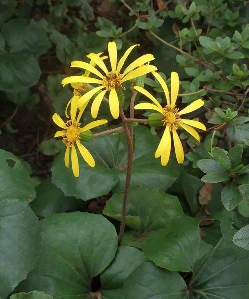 金粟兰的花语有何深意？适合哪种场合？