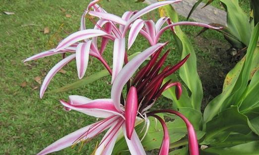 金粟兰的花语有何深意？适合哪种场合？