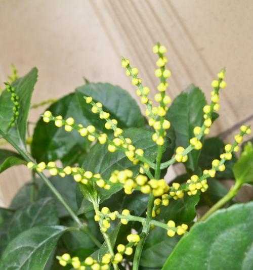金粟兰的花语有何深意？适合哪种场合？