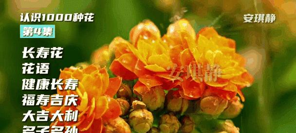 古代月份对应的花语是什么？如何了解？