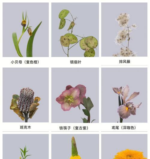 古代月份对应的花语是什么？如何了解？