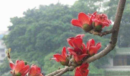 木棉面膜的花语含义是什么？适合什么肤质？