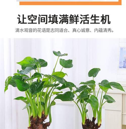 牵手观音的花语代表什么？寓意何在？