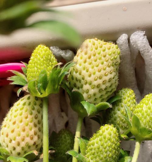 野草莓的花语有哪些？如何用花语表达情感？