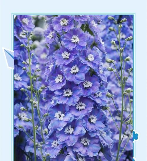 大飞燕的花语代表什么？送花时应注意什么？