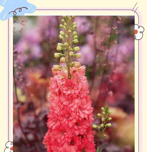 大飞燕的花语代表什么？送花时应注意什么？