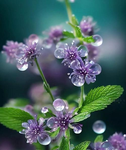 水薄荷的花语有哪些？如何用花语传递情感？