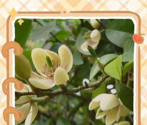 201的花语代表什么？花语背后的故事是什么？
