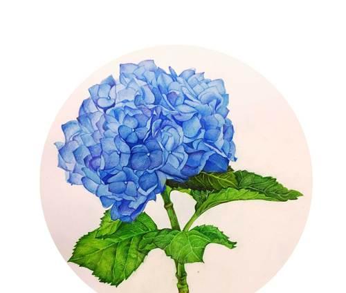 201的花语代表什么？花语背后的故事是什么？