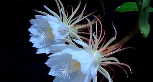 昙花的花语是什么？昙花一现的寓意何在？
