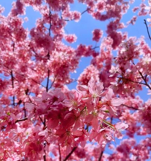 樱花不见的花语是什么？樱花的象征意义有哪些？
