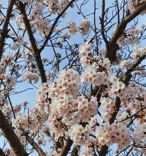 樱花不见的花语是什么？樱花的象征意义有哪些？