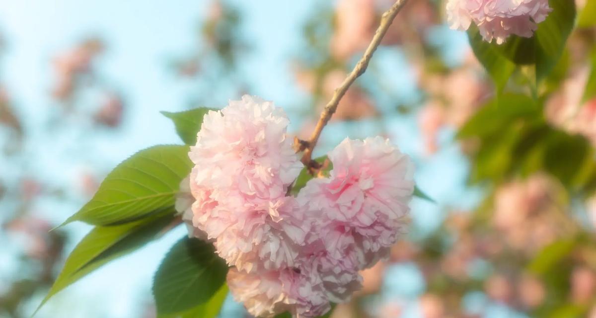樱花不见的花语是什么？樱花的象征意义有哪些？
