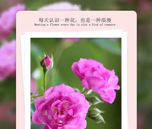 如何正确运用花语？花语在日常生活中如何应用？