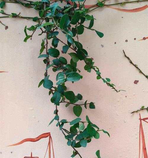 花叶薜荔的花语是什么？薜荔花束的寓意何在？