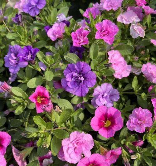 茄子花的花语是什么？茄子花束有何特别含义？