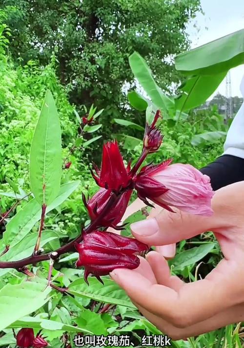 茄子花的花语是什么？茄子花束有何特别含义？