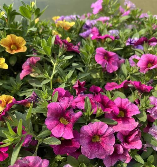 茄子花的花语是什么？茄子花束有何特别含义？