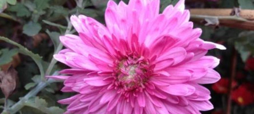 各色菊花的花语是什么？如何表达赞美与祝福？
